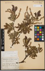 Foto von Salix waldsteiniana Willd.